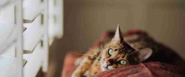 Stock Photo, tags: katze gefahren im haushalt - images.unsplash.com